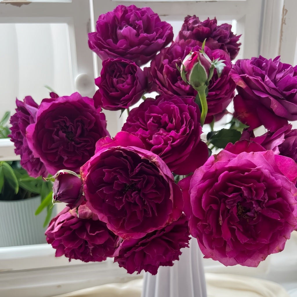 Le Temps Des Cerises Rose
