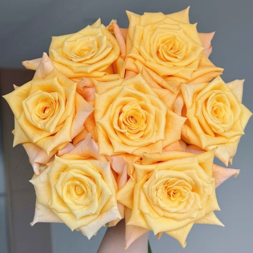 Lemon Milk Tea Rose