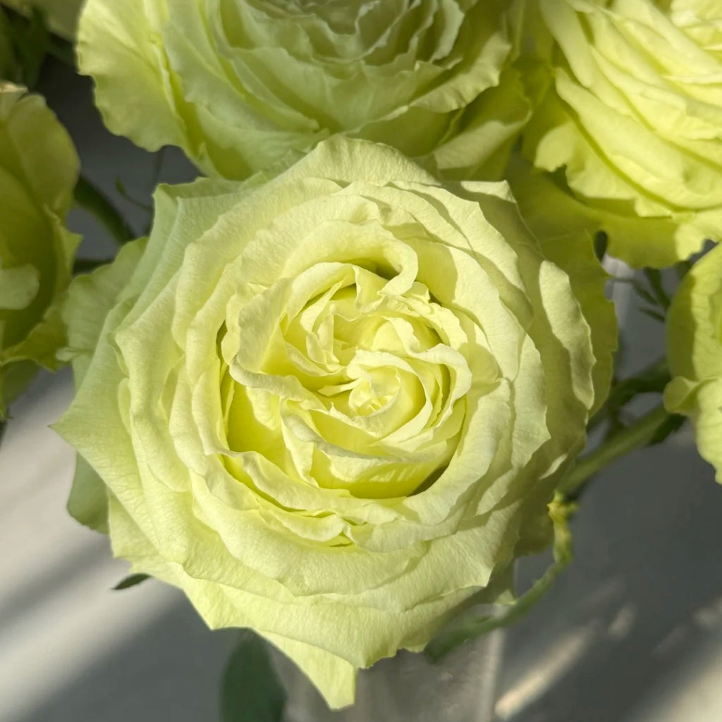 Lemonade Rose