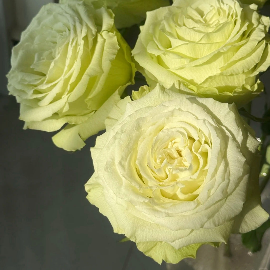 Lemonade Rose