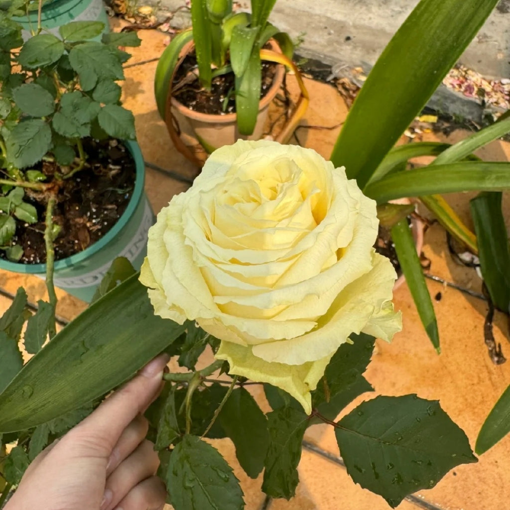 Lemonade Rose