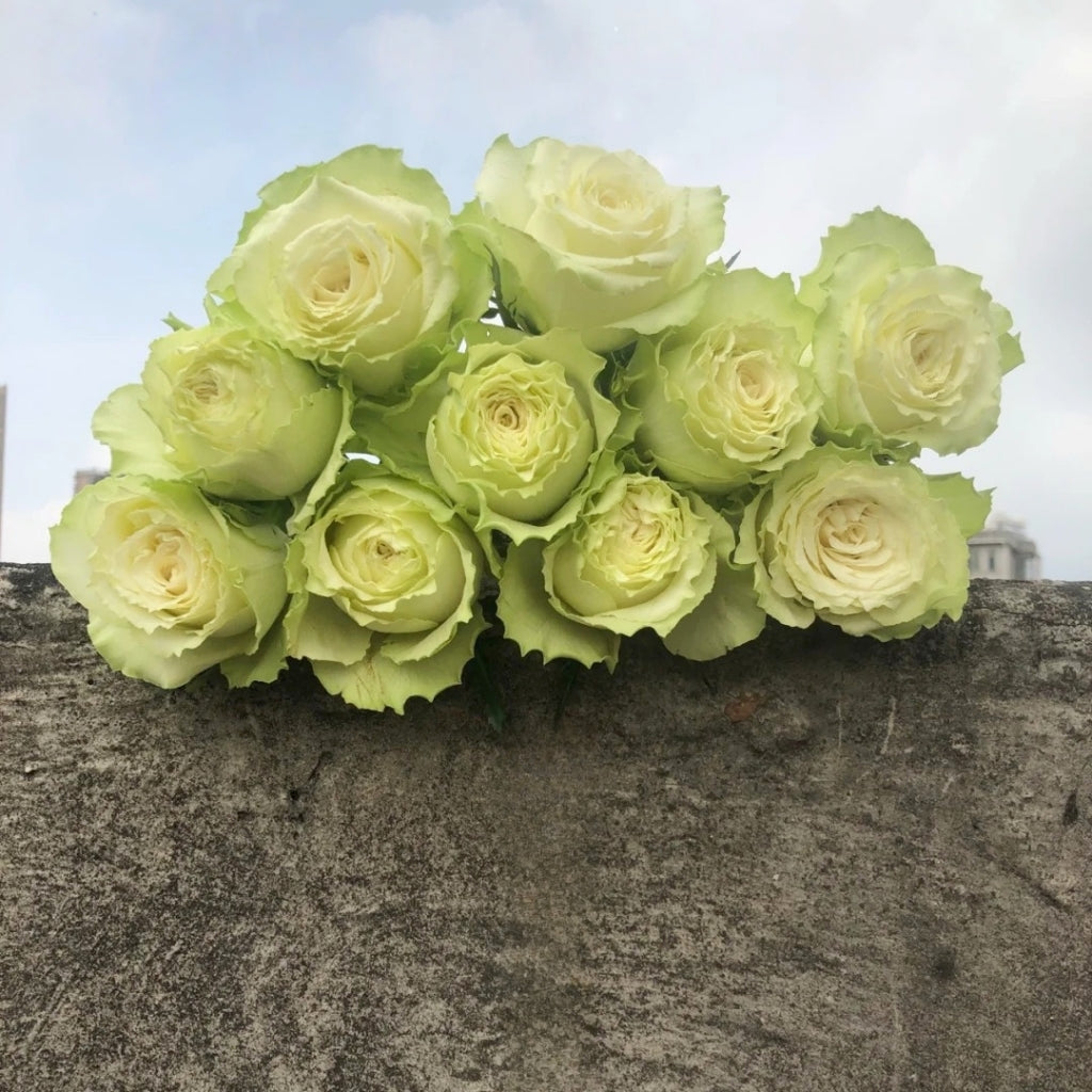 Lemonade Rose