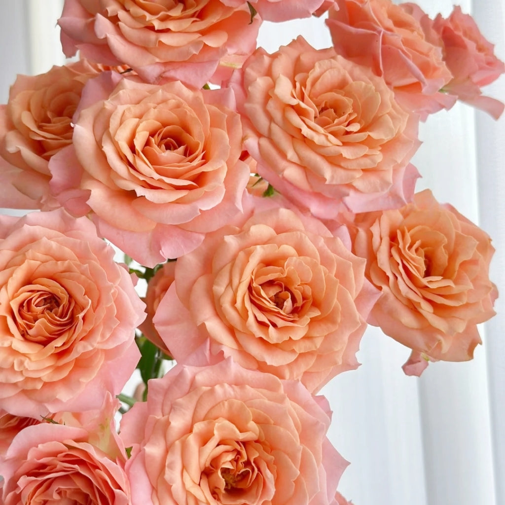 Light Shadow Rose
