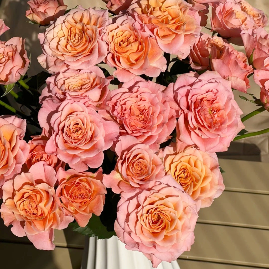 Light Shadow Rose