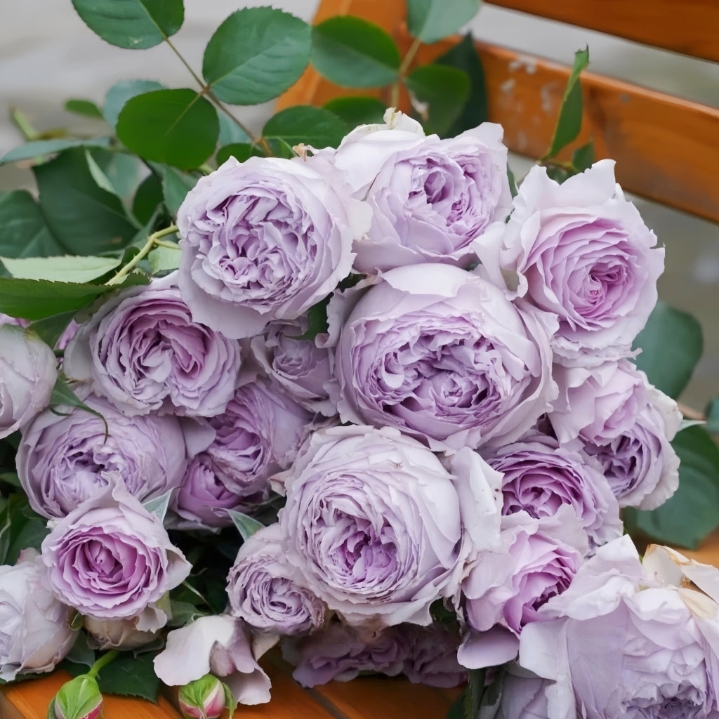 Lilas Rose