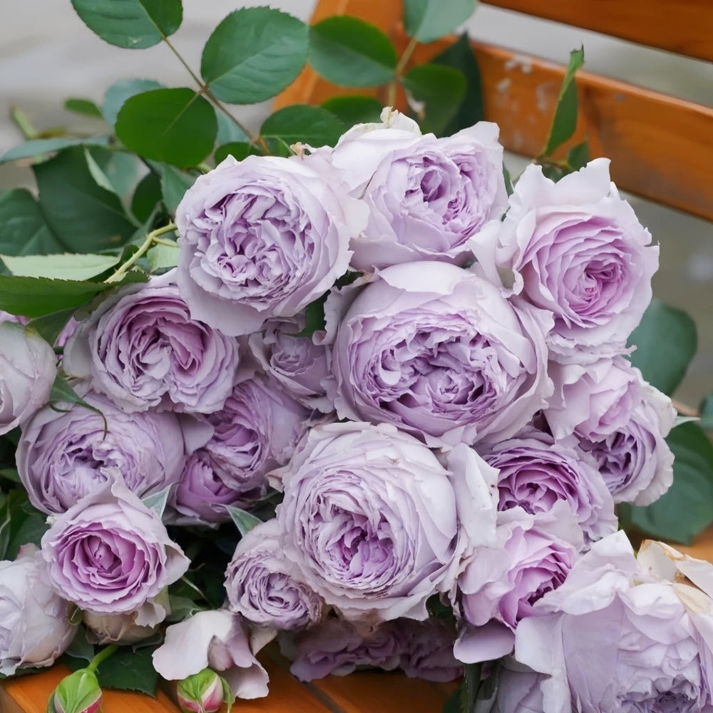 Lilas Rose