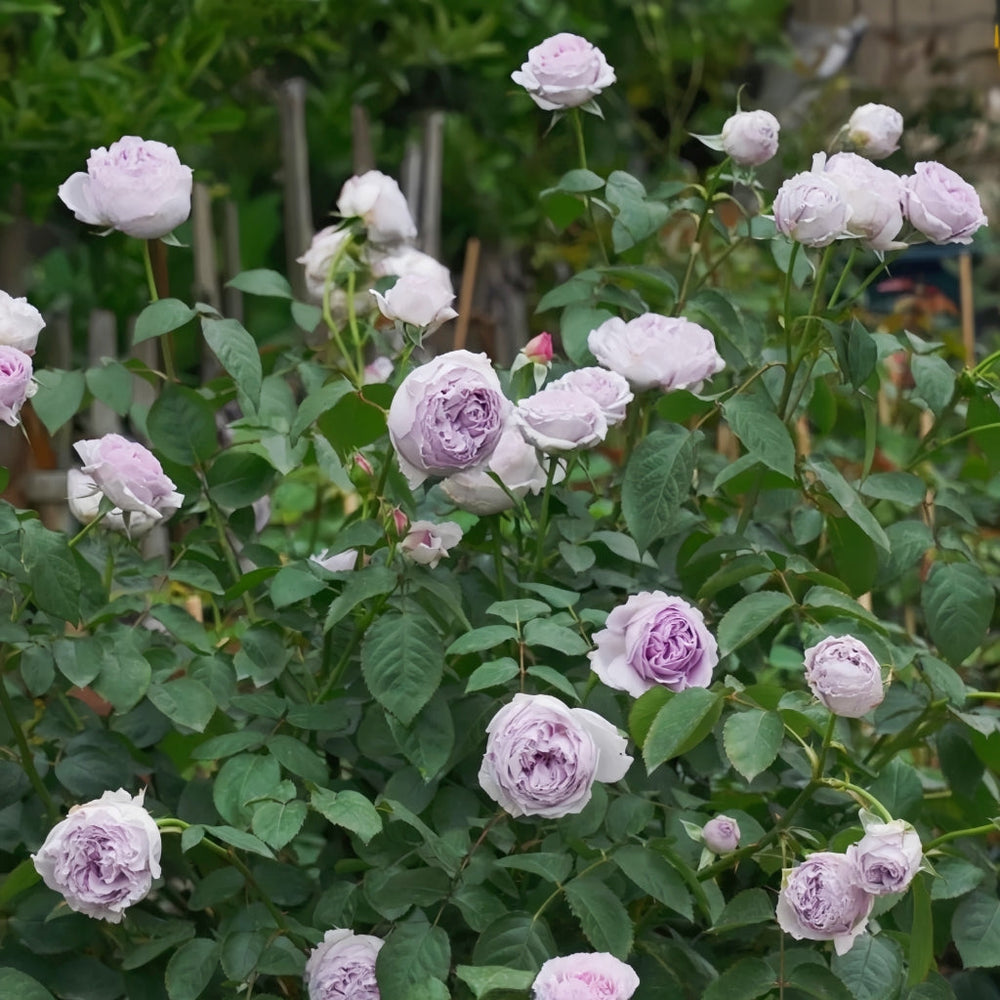 Lilas Rose