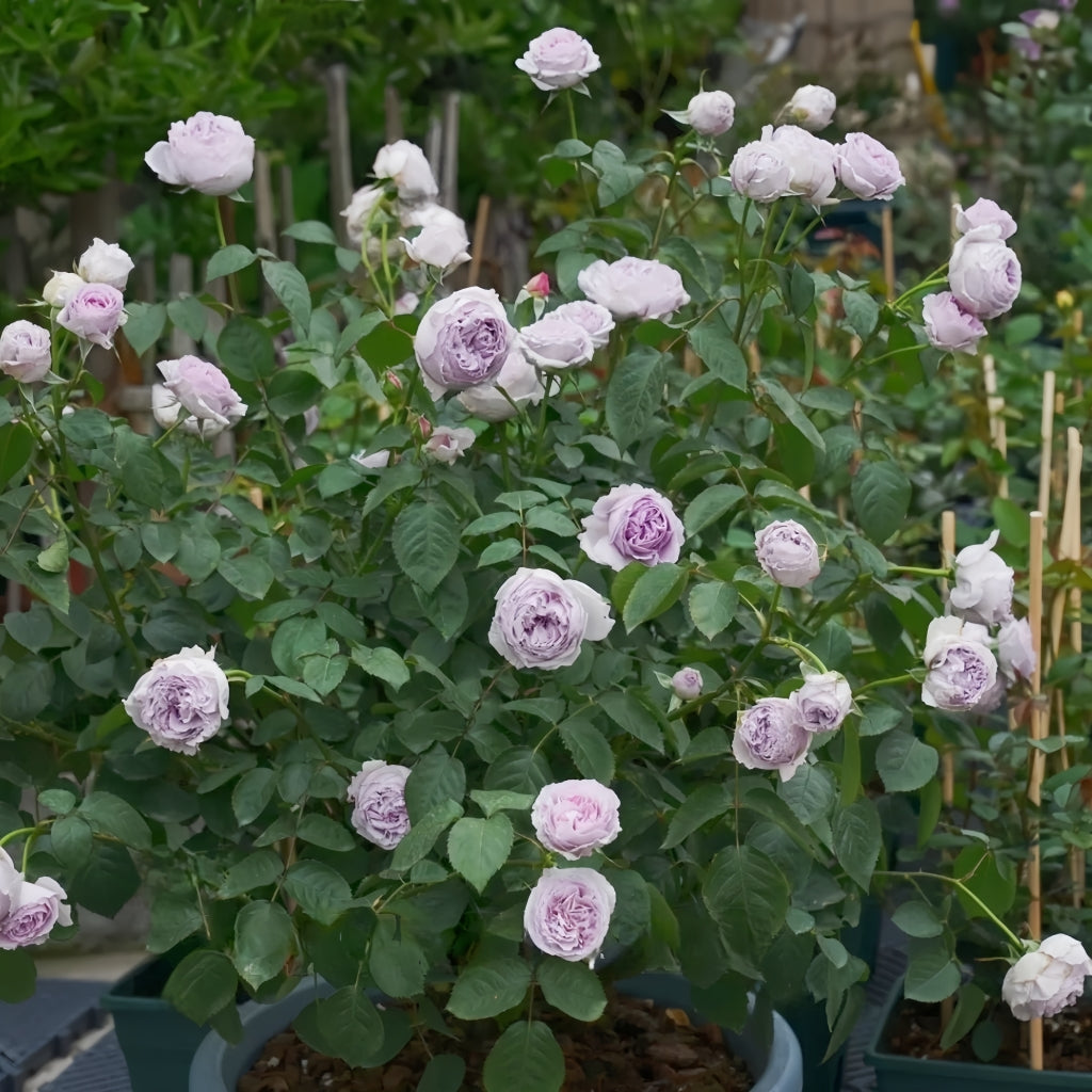 Lilas Rose