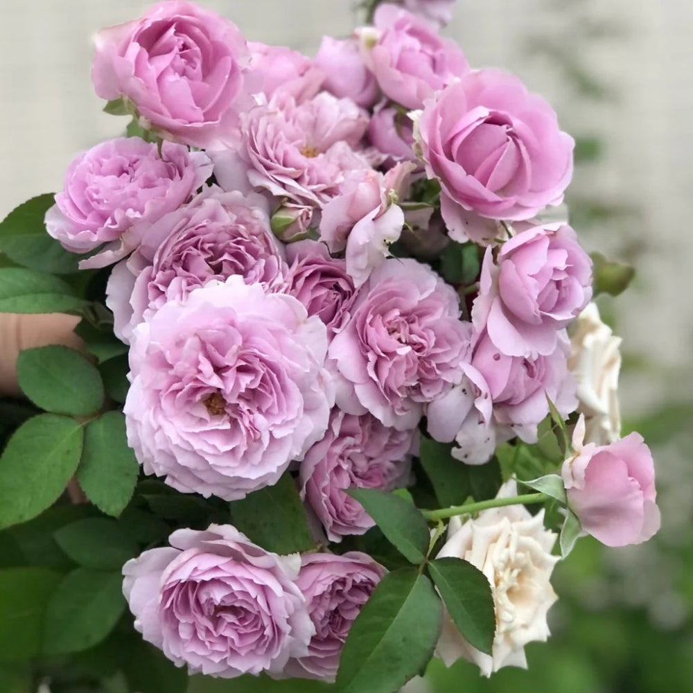 Lilas Rose