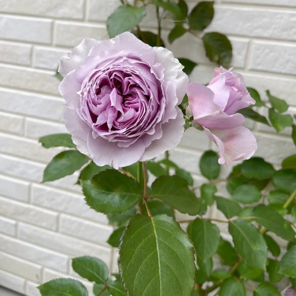 Lilas Rose