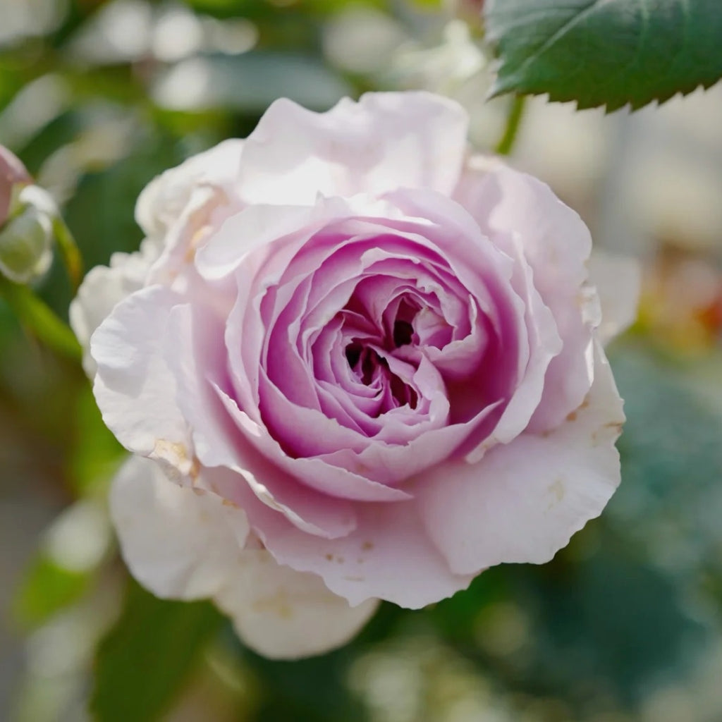Lilas Rose