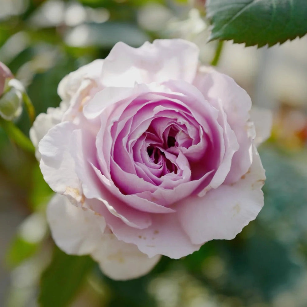 Lilas Rose