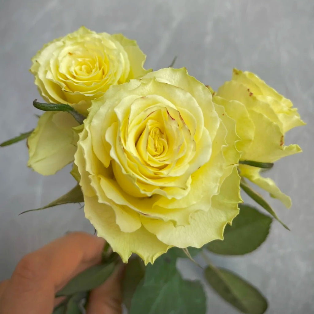 Limbo Rose