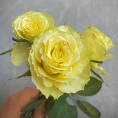 Limbo Rose