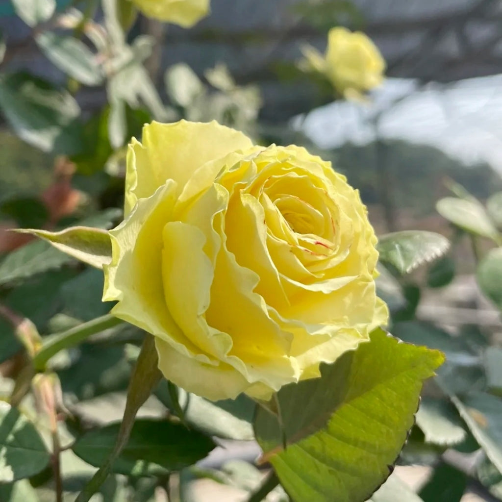 Limbo Rose