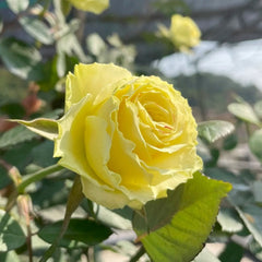Limbo Rose