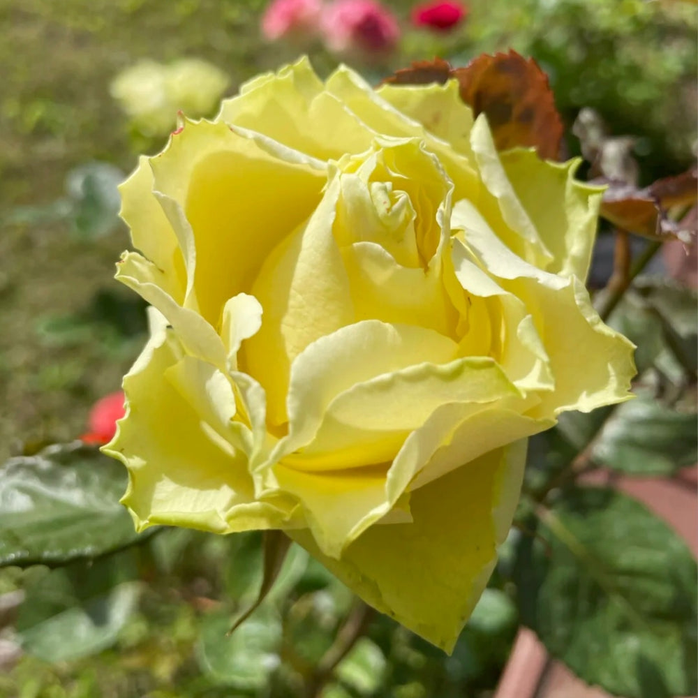 Limbo Rose