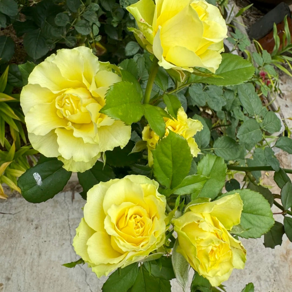 Limbo Rose