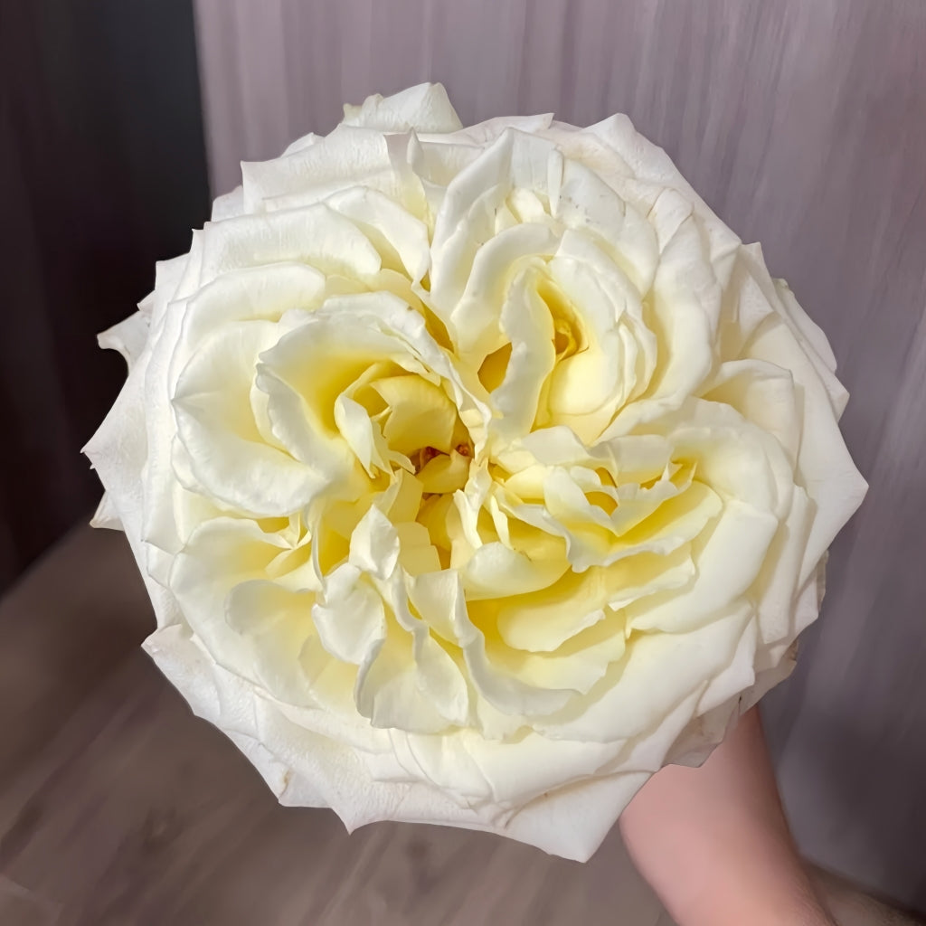 Liuxinsu Rose