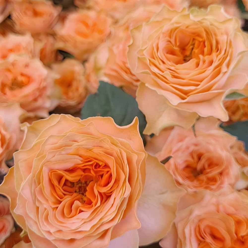 Living Coral Rose