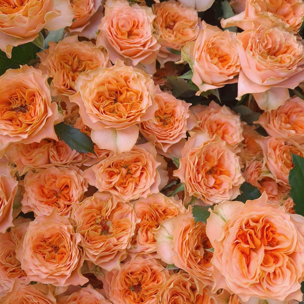 Living Coral Rose