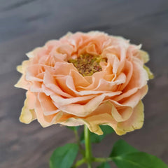 Living Coral Rose