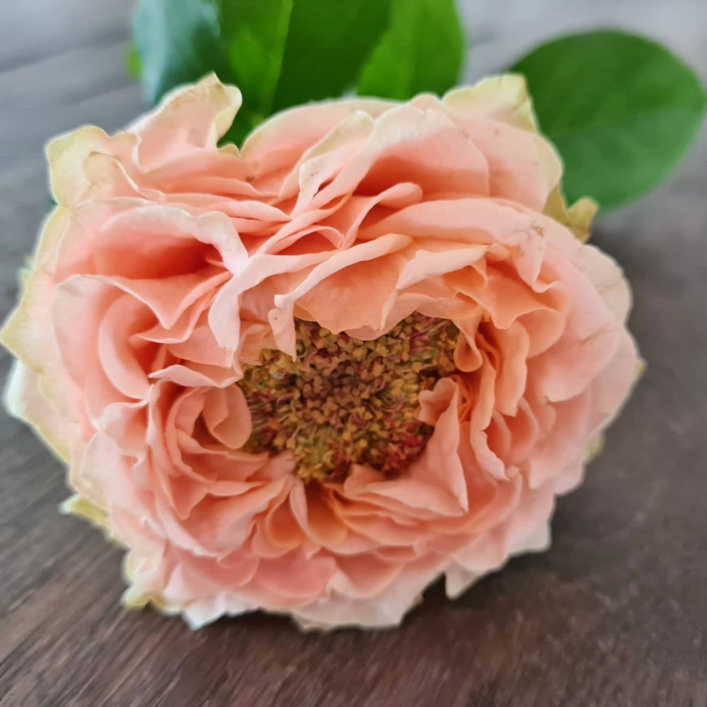 Living Coral Rose
