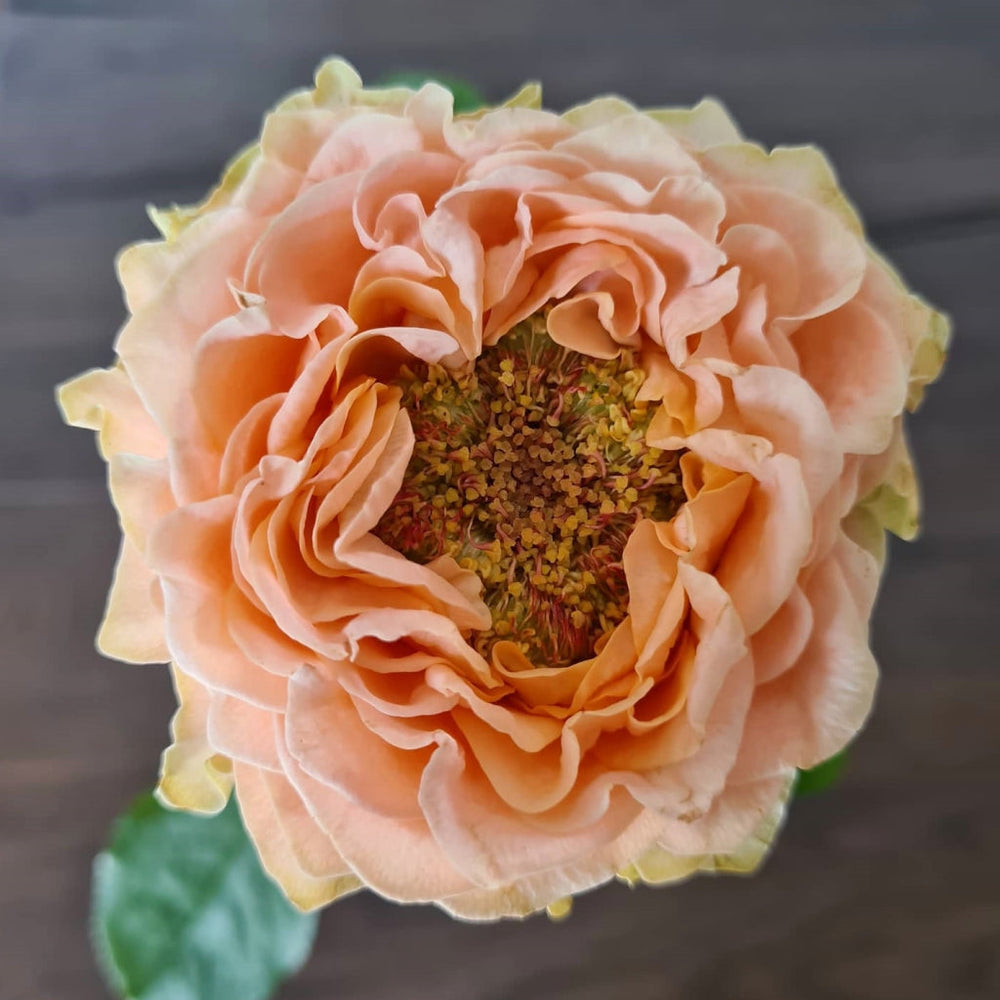 Living Coral Rose