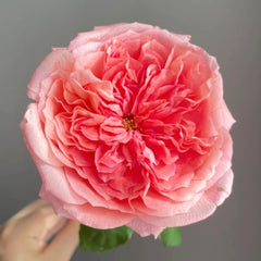 London Eye Rose