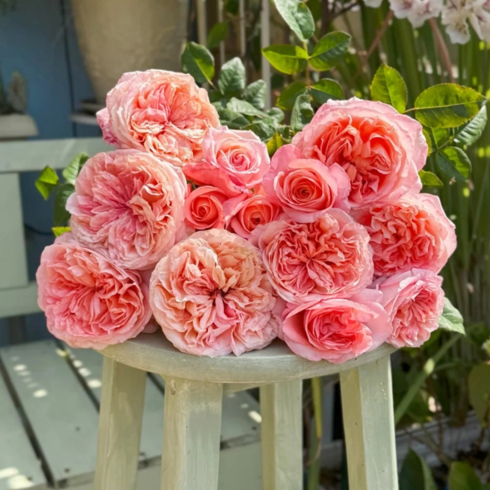 London Eye Rose
