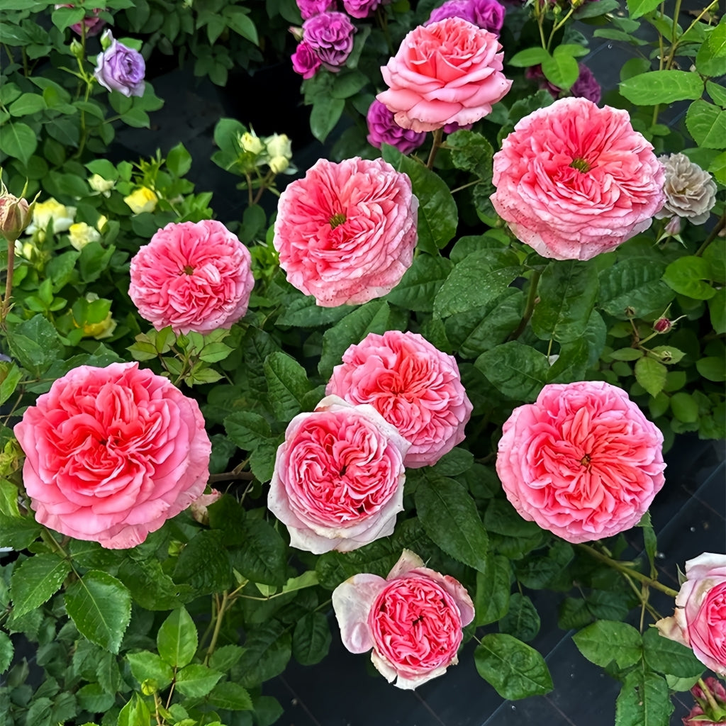 London Eye Rose