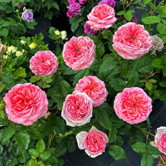 London Eye Rose