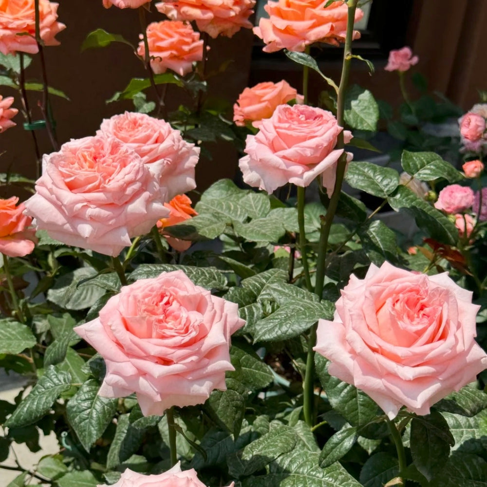London Eye Rose