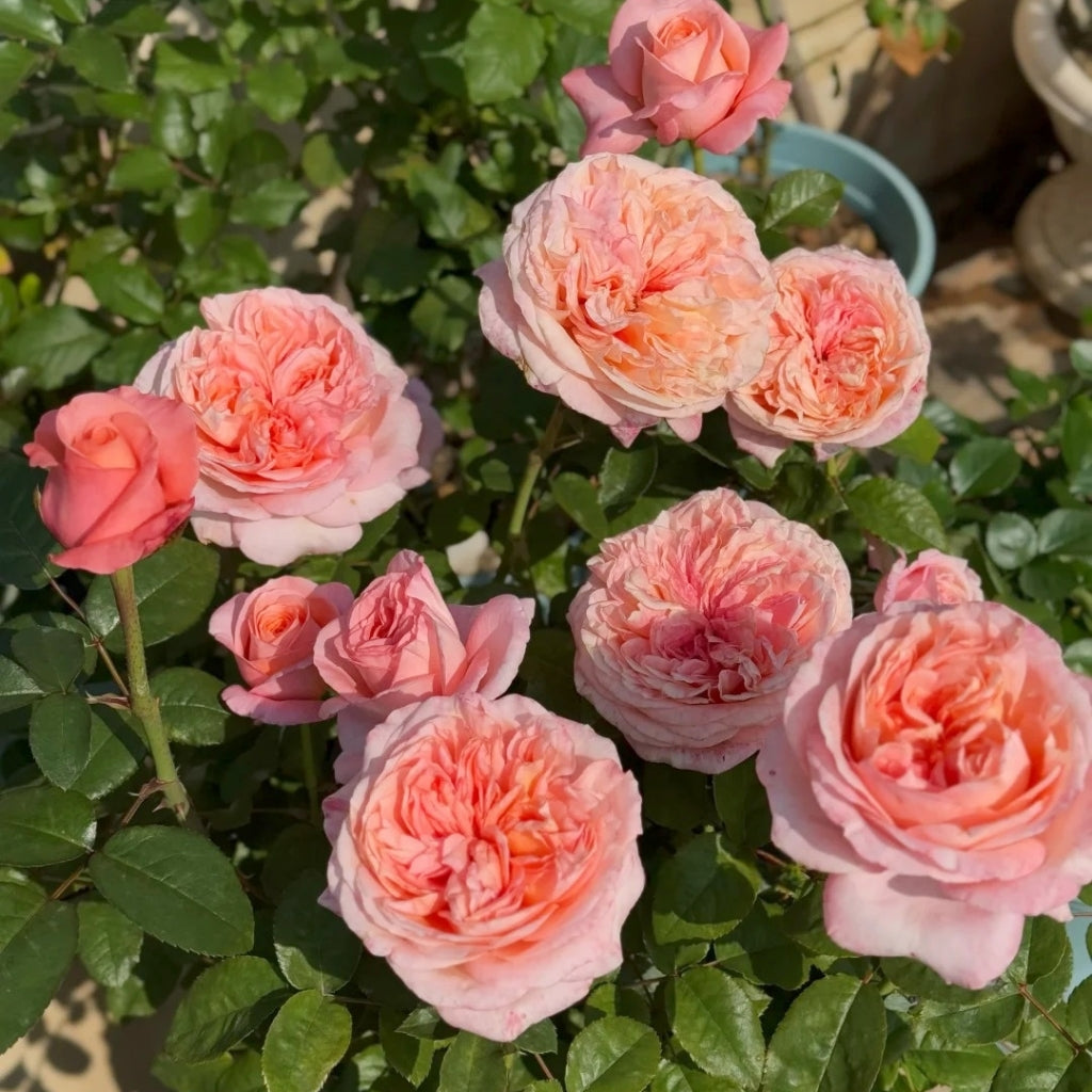 London Eye Rose