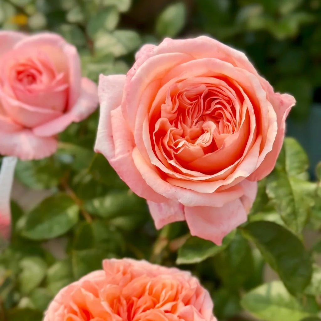 London Eye Rose