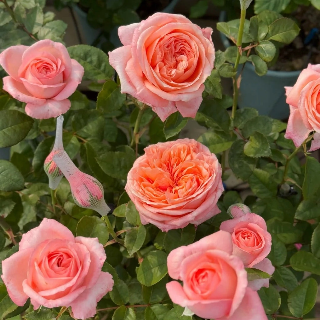 London Eye Rose