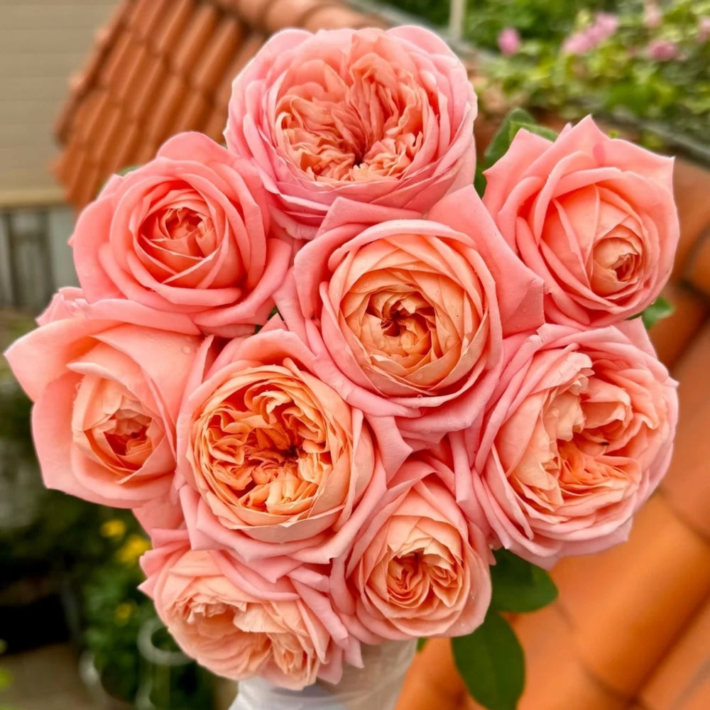 London Eye Rose