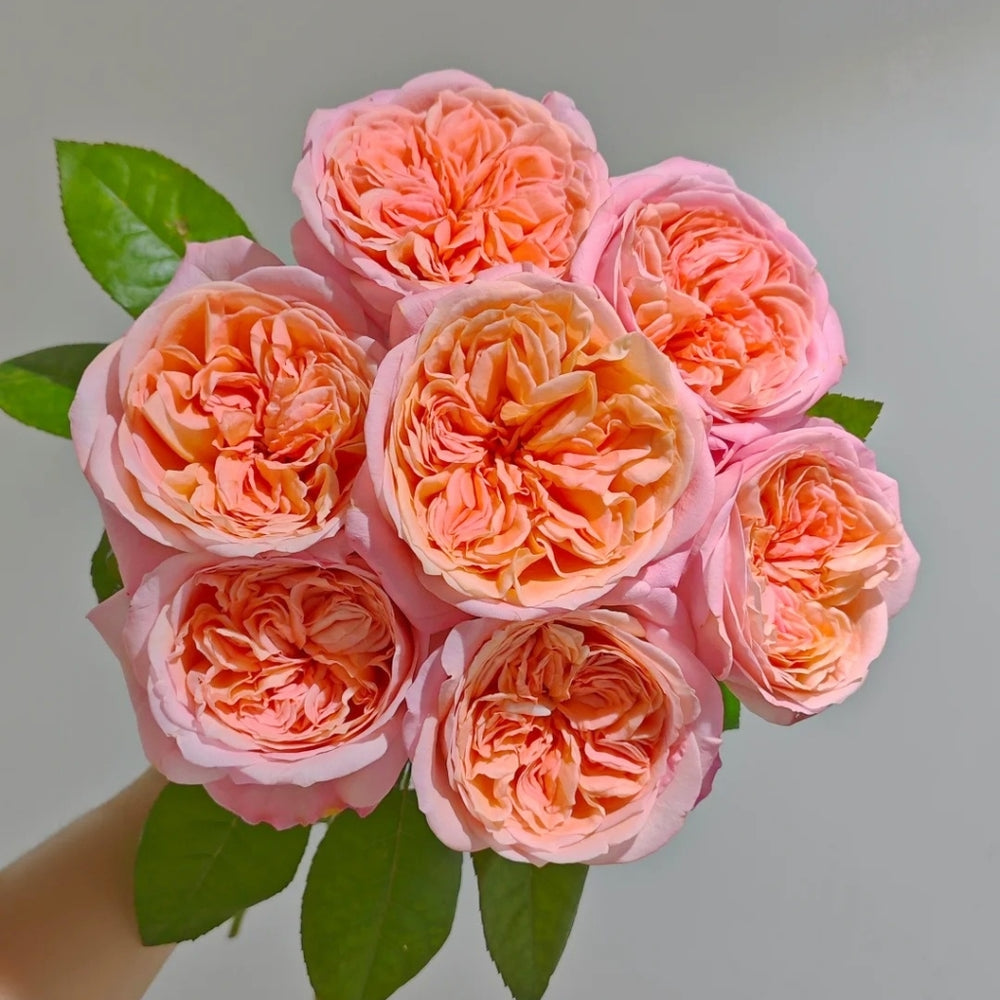 London Eye Rose