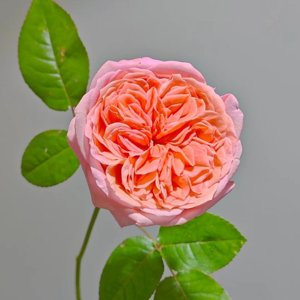 London Eye Rose
