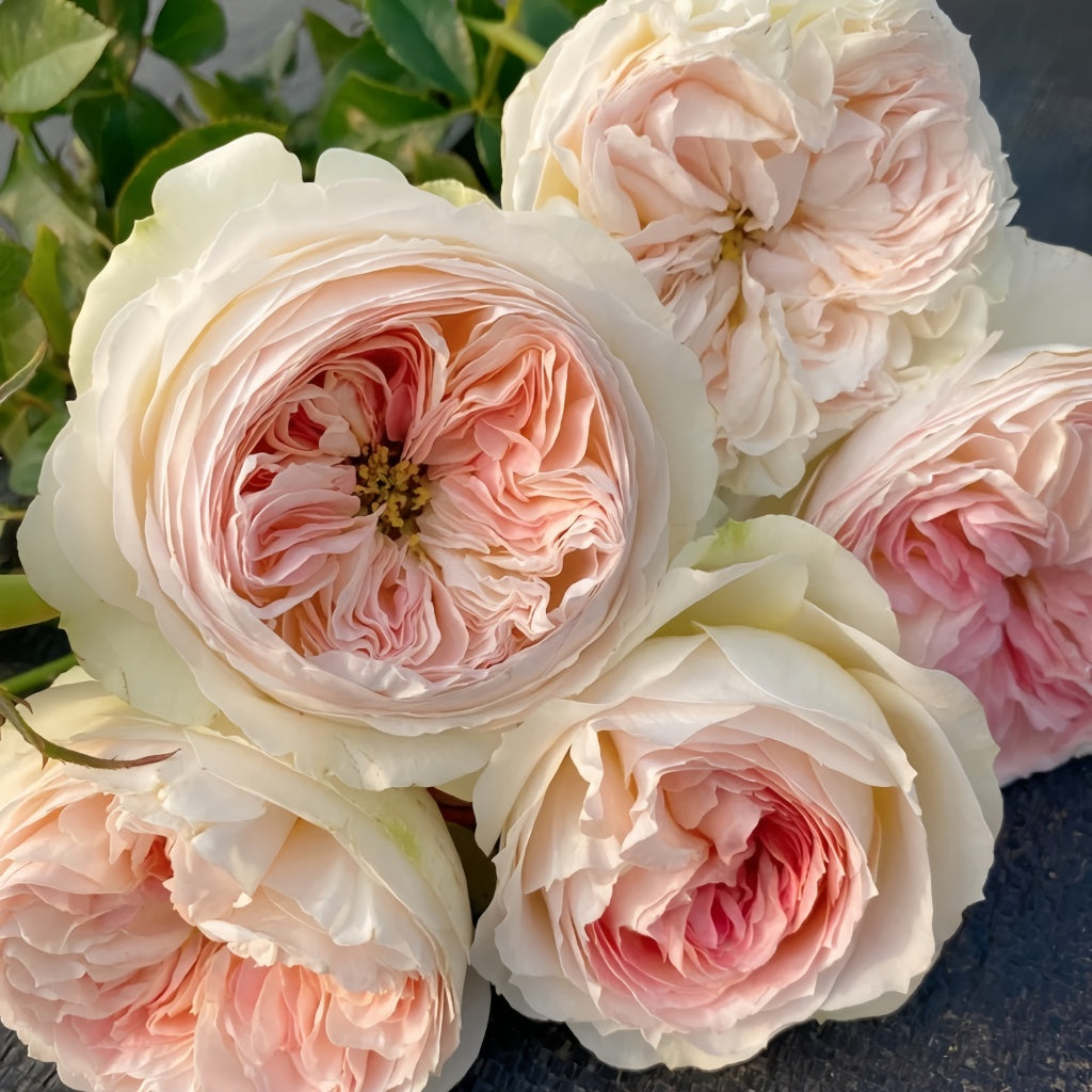 Lorena Summerhouse Rose