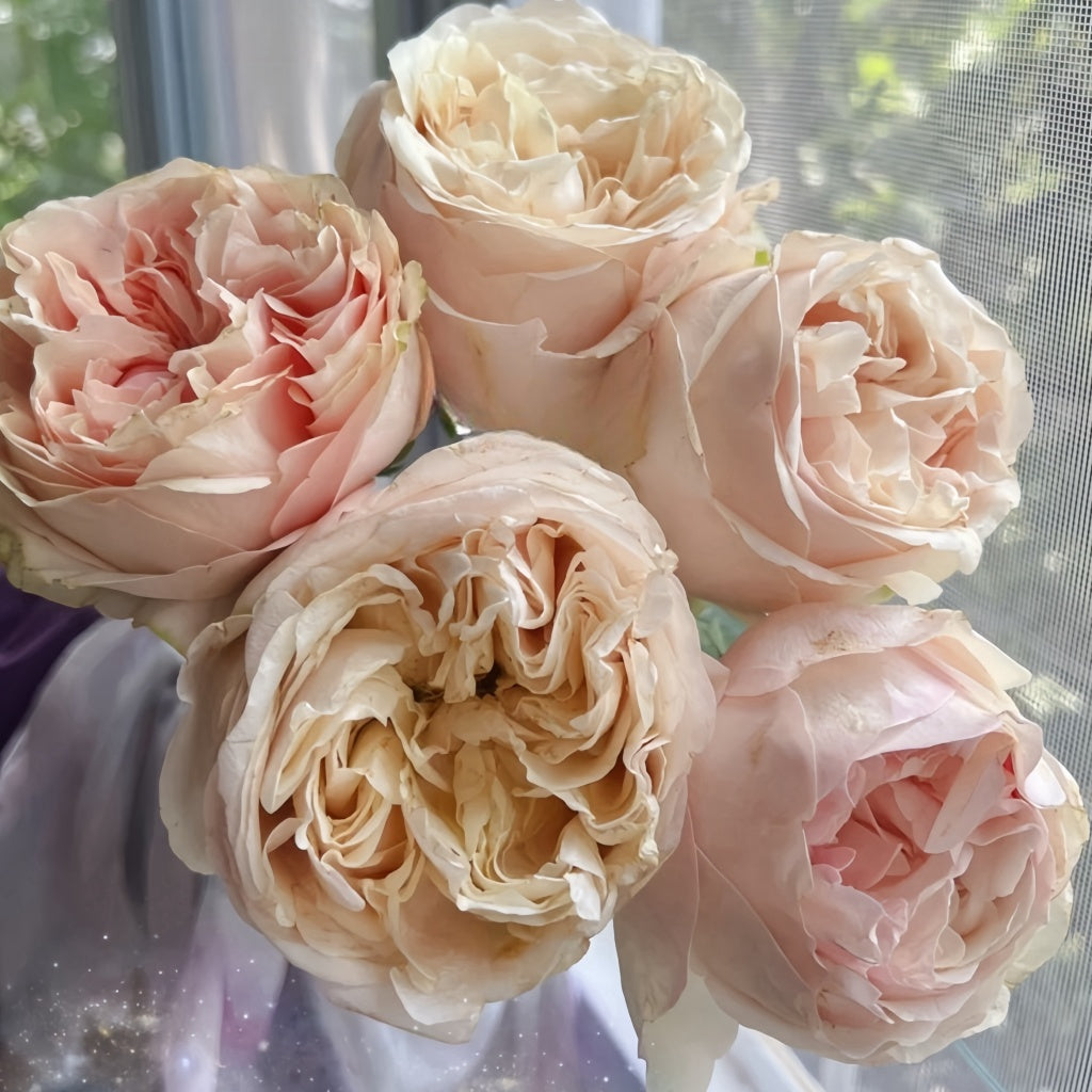 Lorena Summerhouse Rose