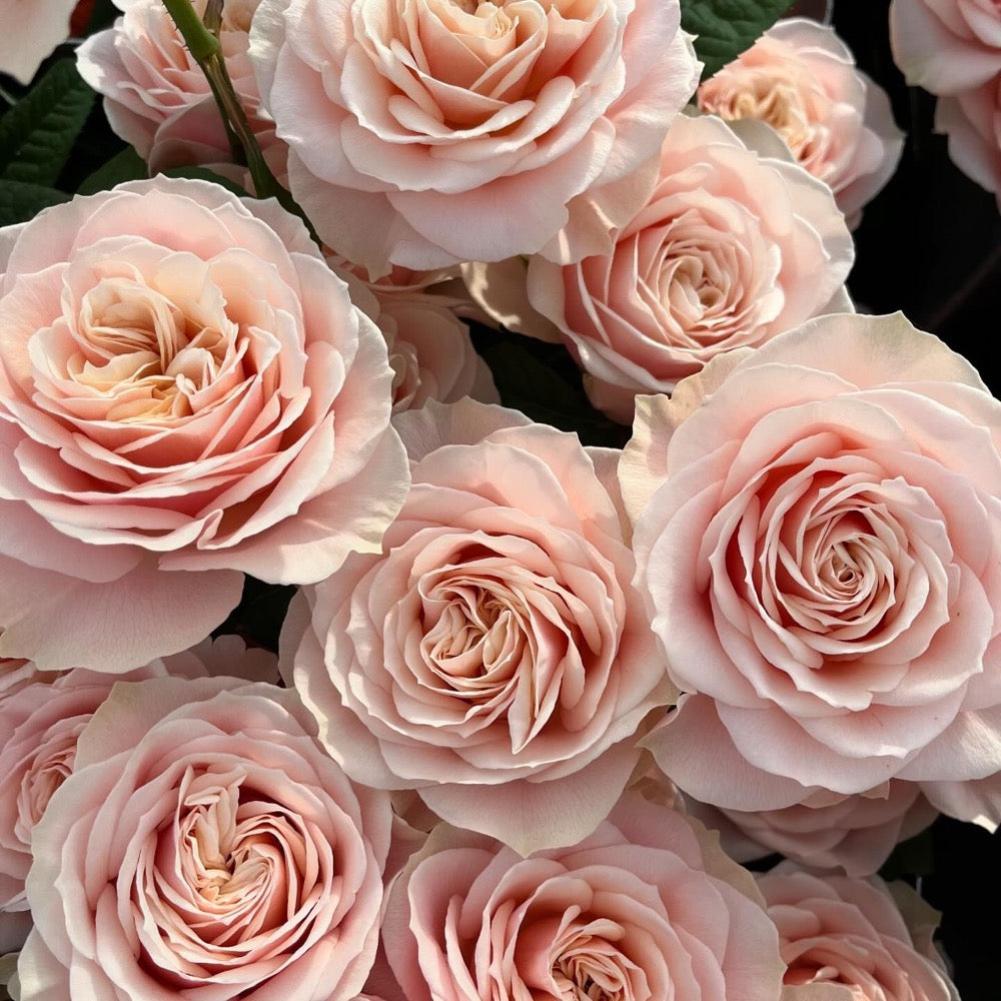 Love Fountain Rose