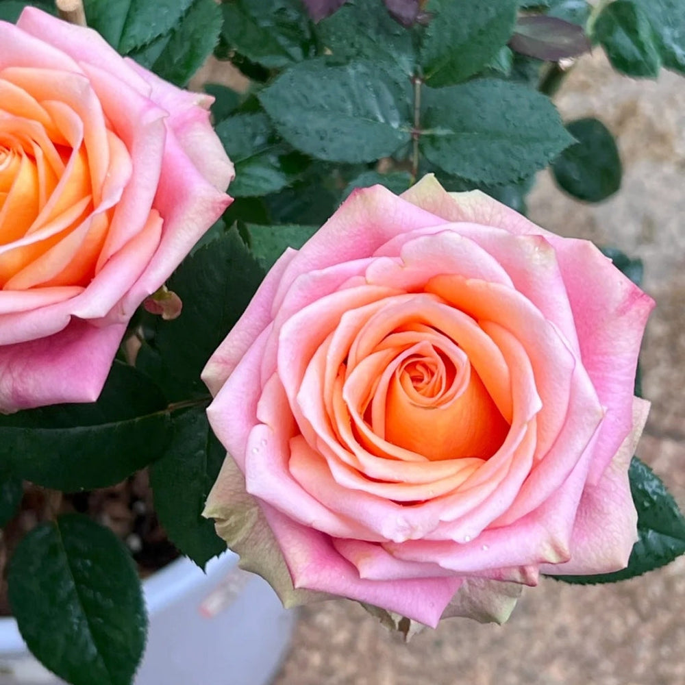 Love Pearl Rose
