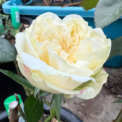 Lovely Harper Rose