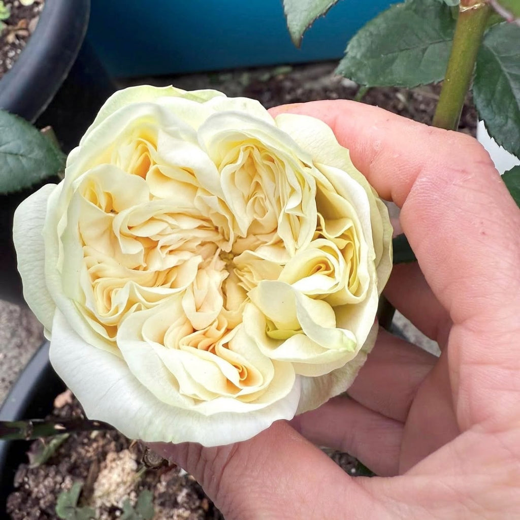 Lovely Harper Rose