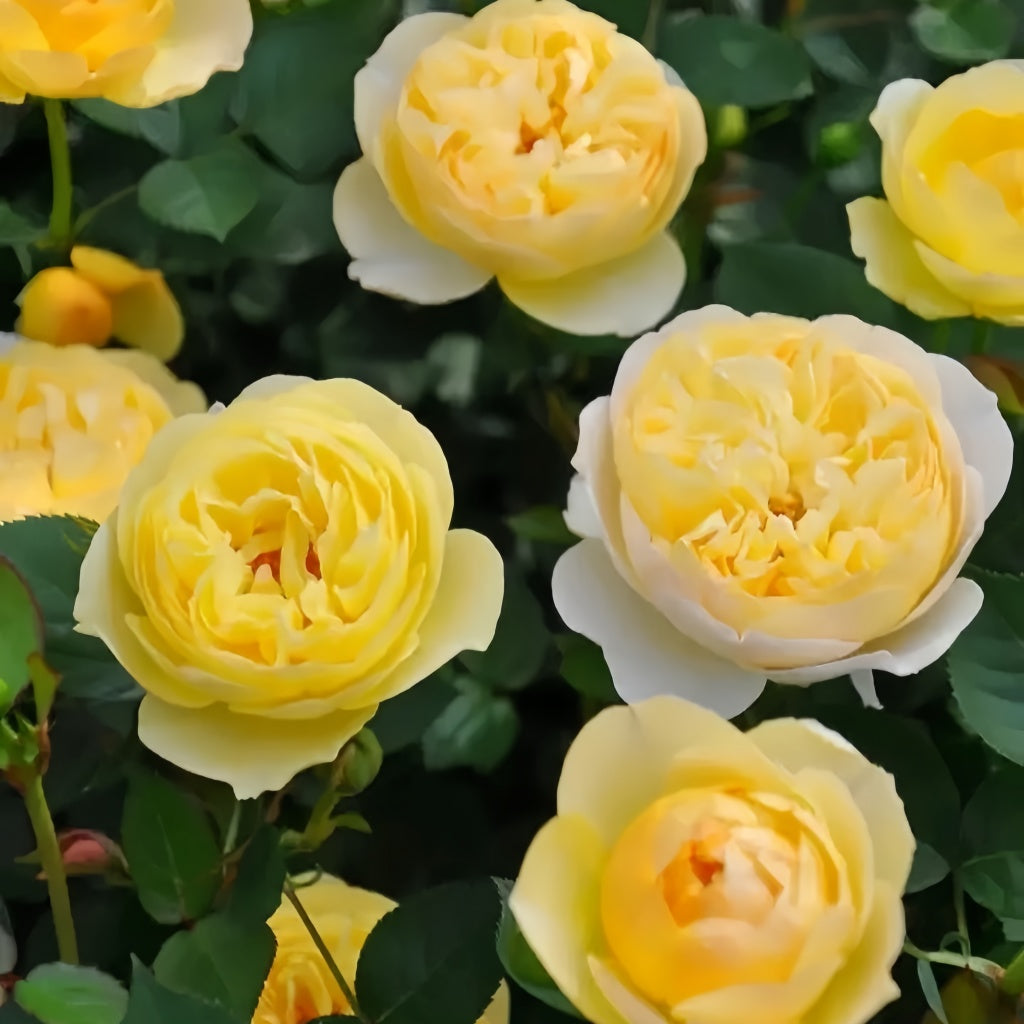 Luciole Rose