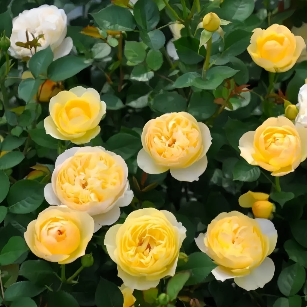 Luciole Rose