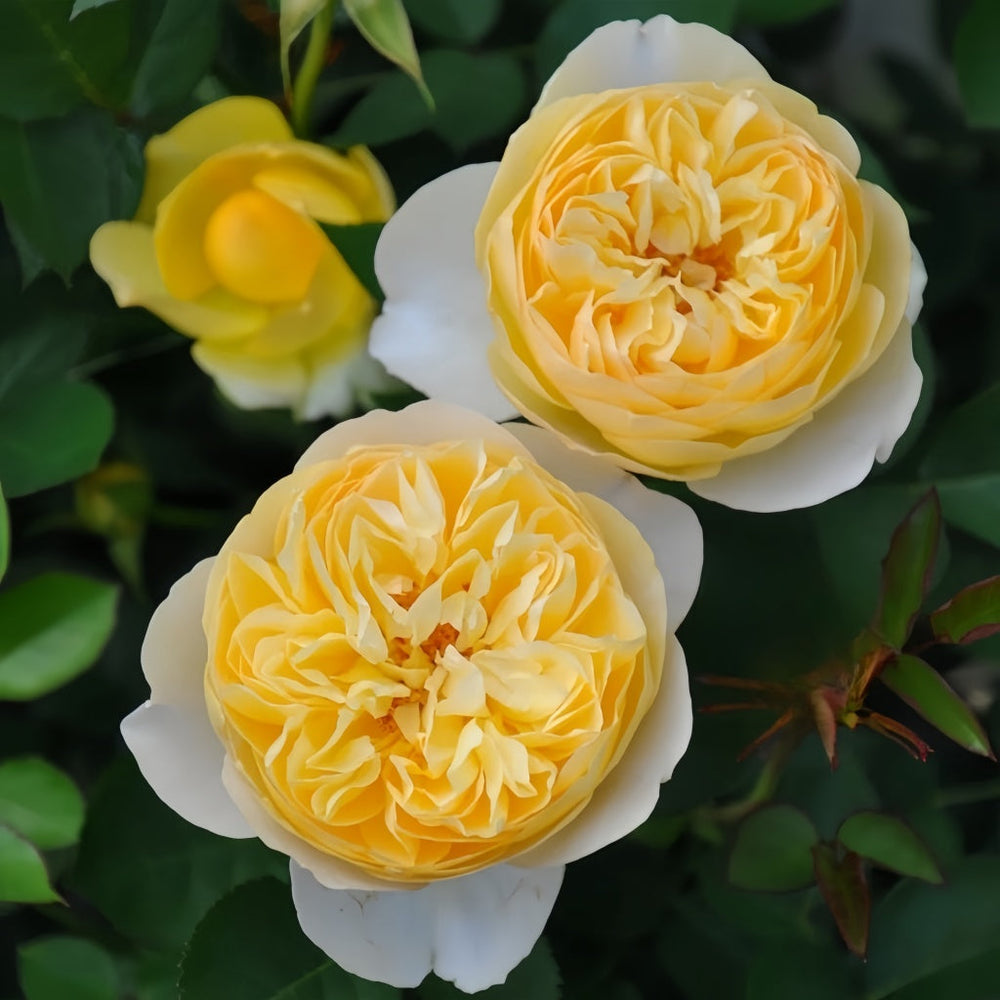 Luciole Rose