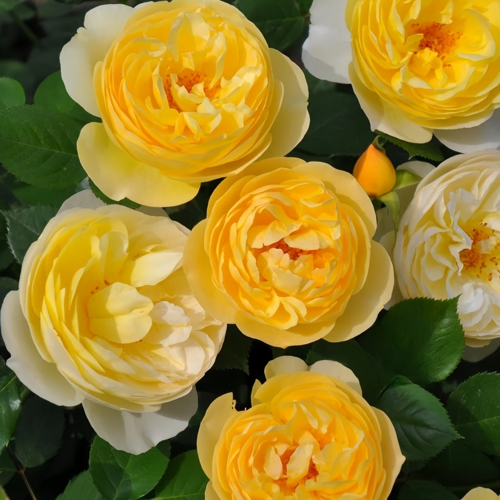 Luciole Rose