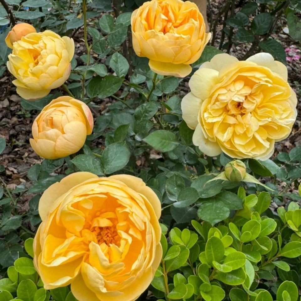 Luciole Rose